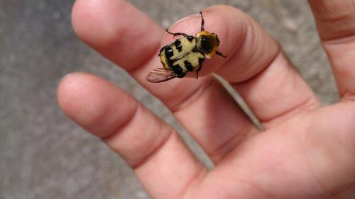 Trichius gallicus